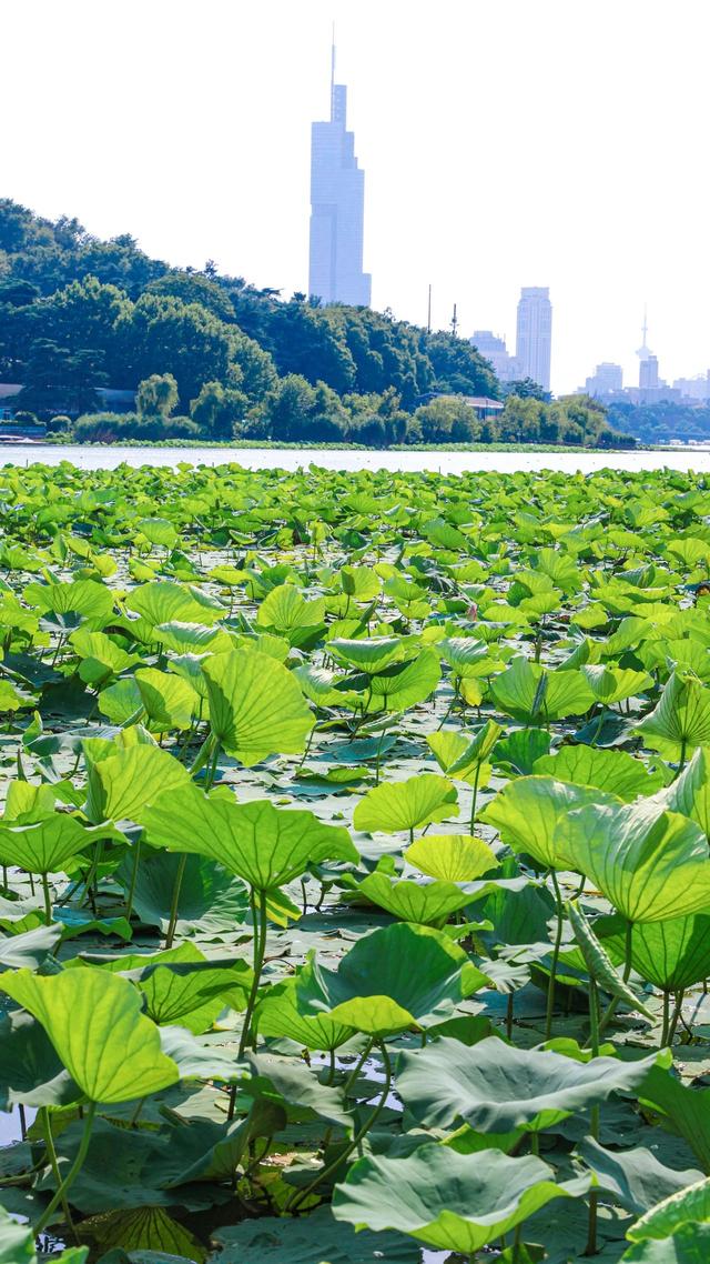 “荷”你相遇！惊艳了这个夏至~