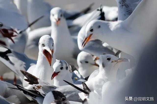 跟着滇超游昆明 | “鸥”然心动！打卡日记已备好，观鸥季精彩继续~