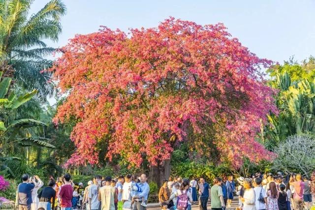 这周五，莲花山要热闹起来了！！