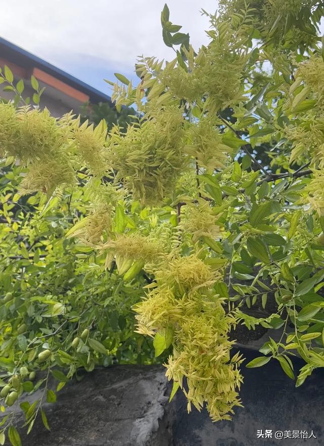 救命！枣树“变异”了！这缀化的模样谁见过啊