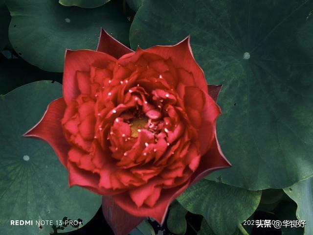 花艳叶新 “荷”你相遇——古漪园观荷记