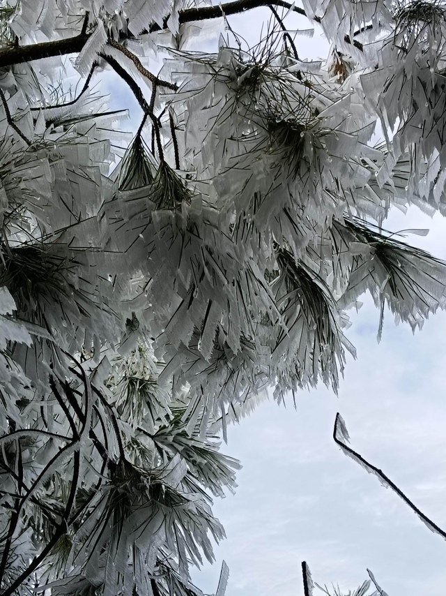 粤北山巅现雾凇奇景，乐昌马王殿冰晶映日如缀星子