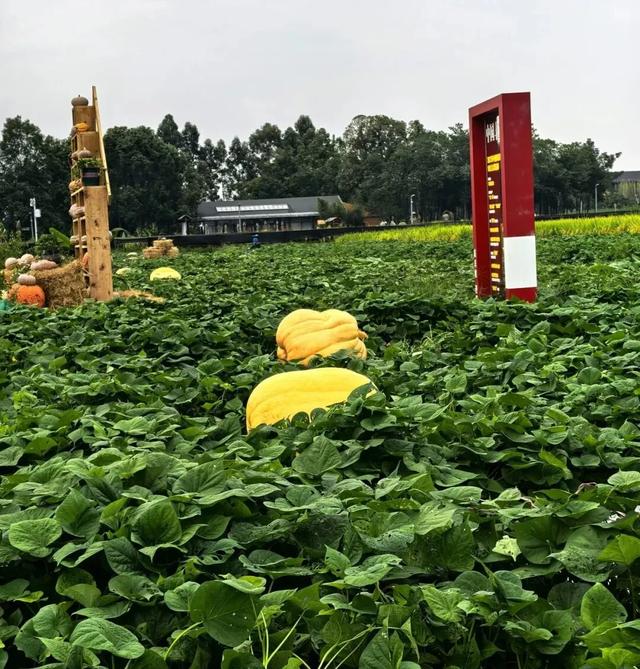 快来新津打卡“巨无霸”！