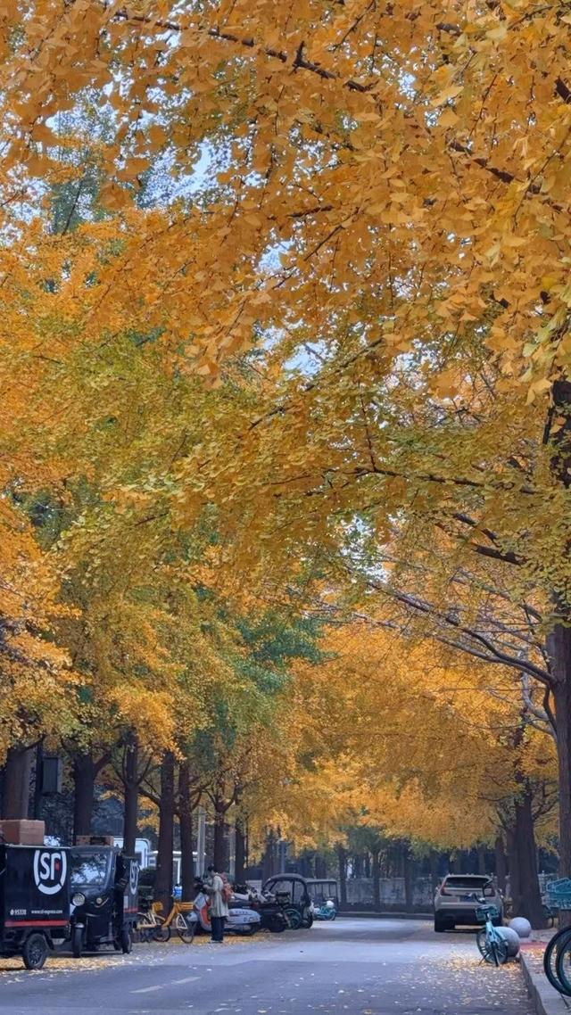 满城尽带“黄金甲” 来西安高新区邂逅“银杏的幸福时光”