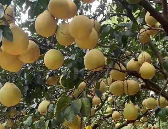 去广西旅游，吃到了广西10大特产，尤其第6种，特别好吃！