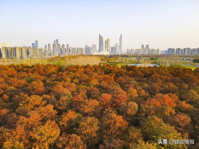 江心洲池杉林，红了