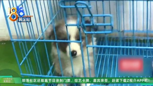 怎么又是这？她还拿出视频，里面“一动不动”，停了几只苍蝇....