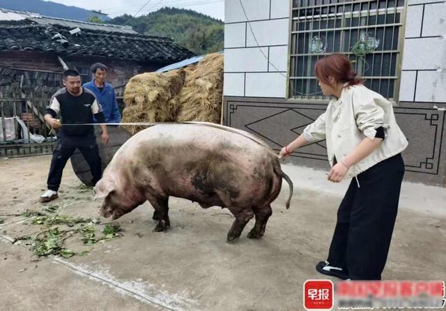 广西一头千斤“猪王”卖了上万元！客商：第一次见这么大的生态猪