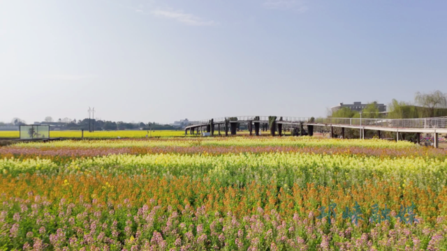 春暖花开！邛崃油菜花海已上线