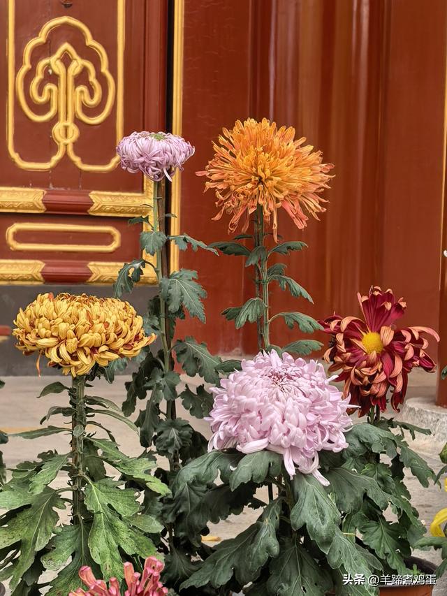 秋风独宠一园菊，晚来香艳出樊篱——北京北海公园2025年菊花展