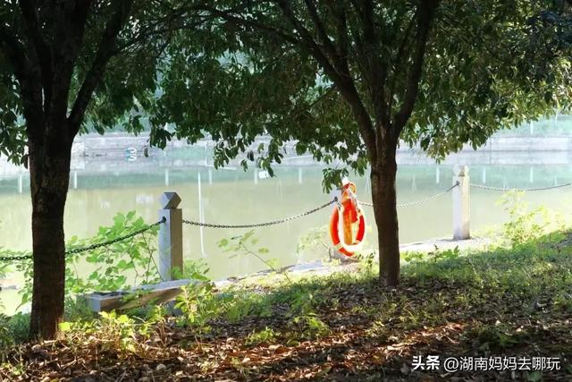 藏不住了!望城这片小众银杏秘境已到最佳观赏期,还能露营、骑行、摘果子