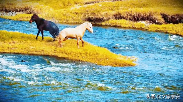 -10°C也拦不住！被窝里哪有马背上潇洒？小泰成功解锁泰安冬季最野玩法！