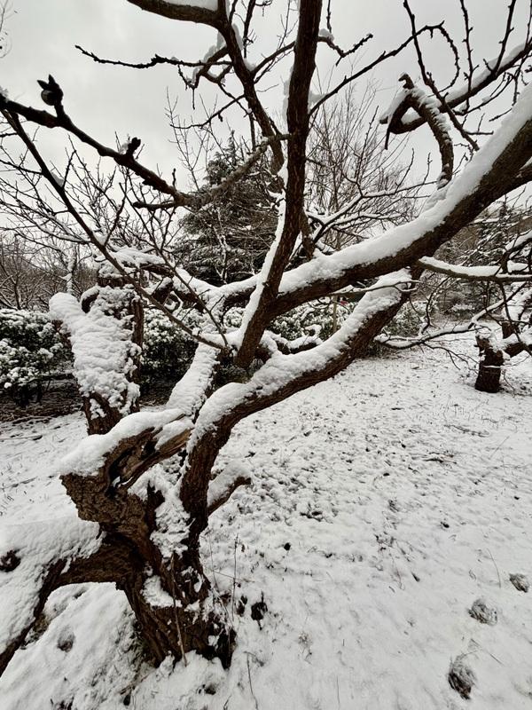 瑞雪飘然而至中国海滨城市青岛