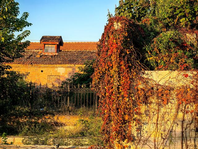 初冬氛围感天花板已找到，枫景这边独好！