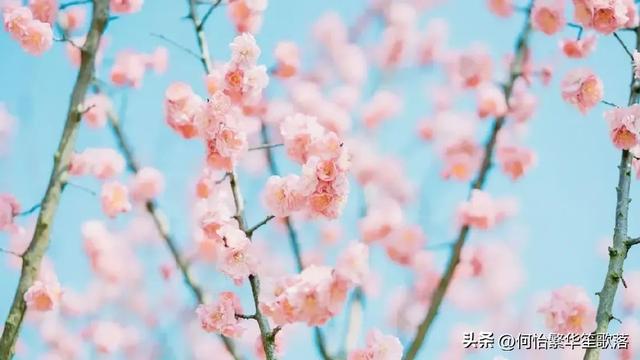 我的植物朋友（桃花）作文300字：三年级