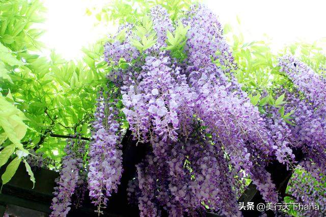 玉渊潭公园紫藤花开，诗意满满，演绎“一帘幽梦”的极致浪漫