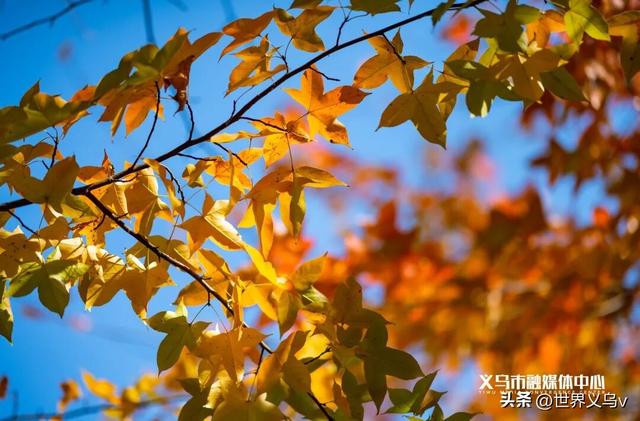 今日义乌丨义乌之秋，太仙啦