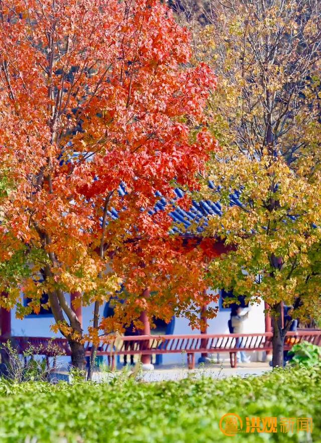 来南昌，打卡秋日限定 “枫” 景！