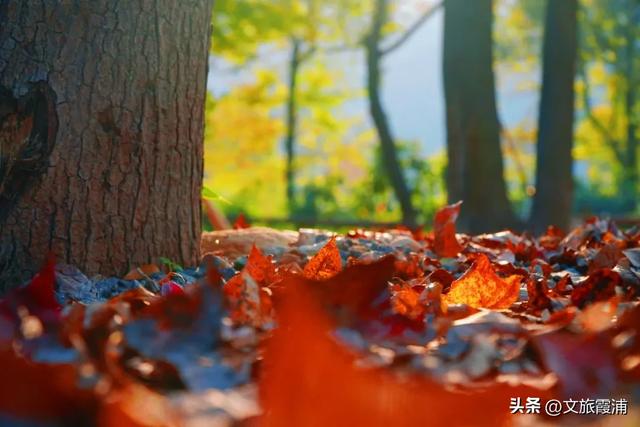 霞浦这处全球纬度最南枫香林,藏着闽东最浓的红韵