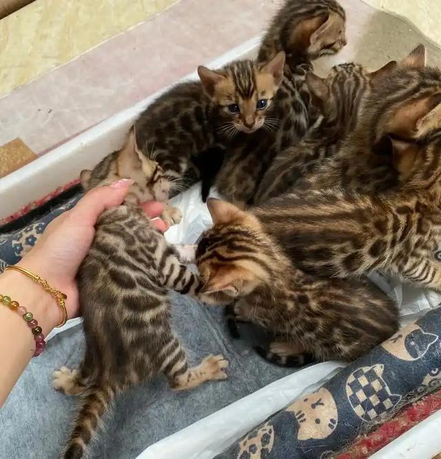 禁止私自饲养!湖南女子废木料里发现4只,养半月后匆忙上交