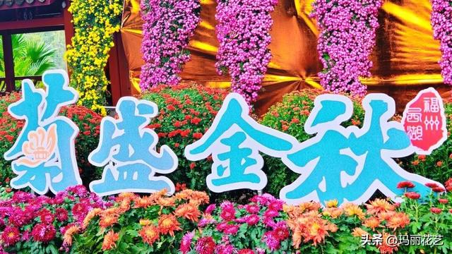 金秋赏花，醉美秋菊展，菊香满西湖