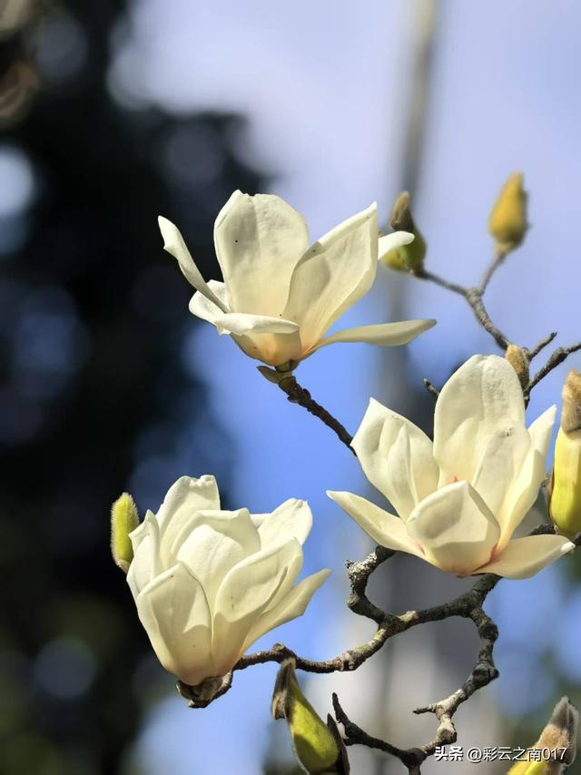 通海秀山：一座“无柱不联”的文化名山