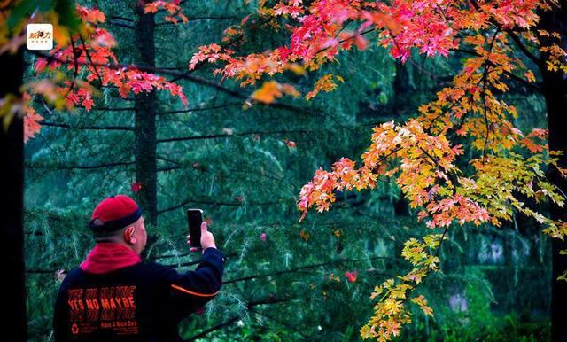 古城与秋叶的交响