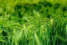 这种优秀粗粮被严重忽视了，好吃不胖还能控糖！可替代米饭馒头图片