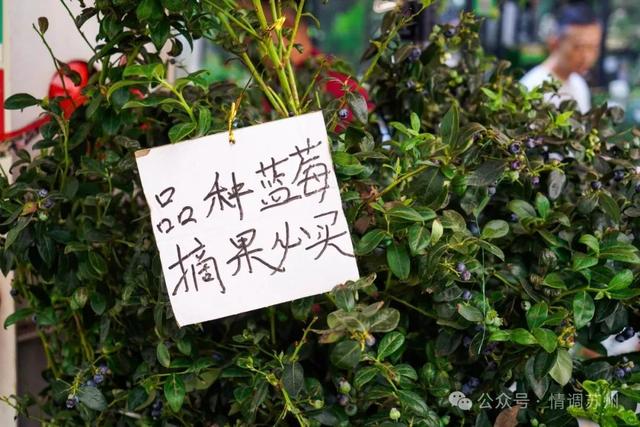 苏州花鸟市场里藏着滚滚红尘