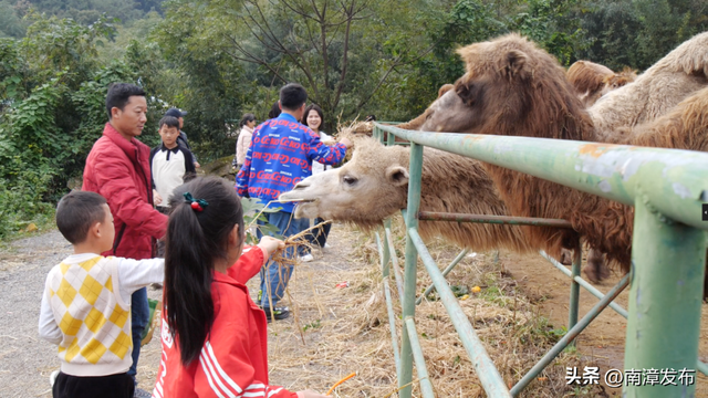 暖阳正好，赏花遛娃两不误，速来南漳这里！