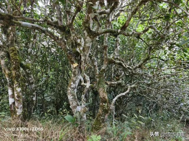 “坐着轮椅看世界”系列之：探访哈尼族山寨 ▏作者史济荣