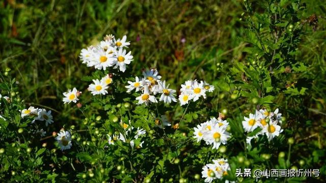 又见奇村 | 你知道吗？南高藏着一个“窑洞秘境”！