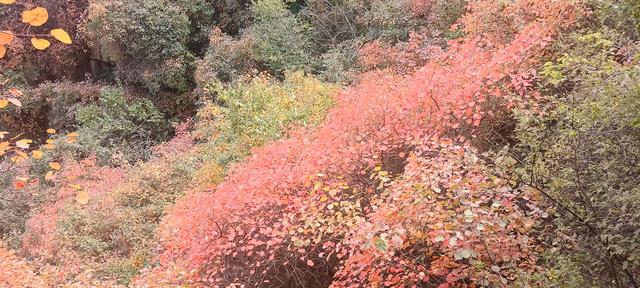 骊山红叶似火 车辆行人如织