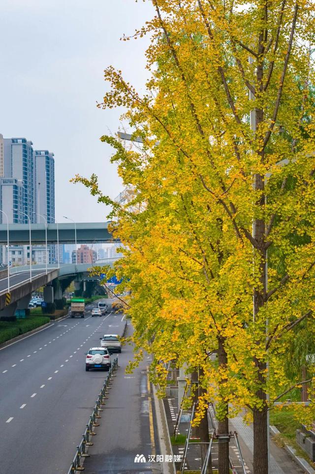 限时绝美！汉阳全城颜值巅峰，零换乘直达
