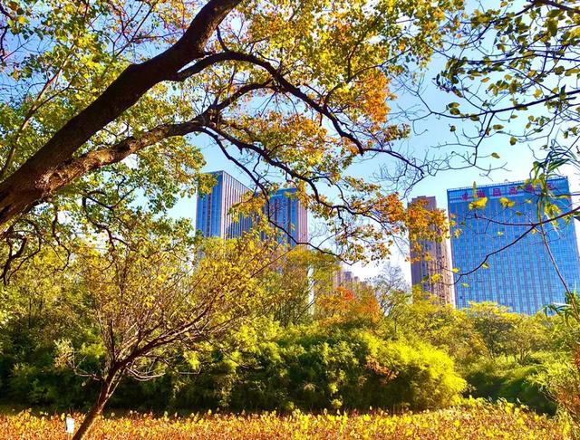 美篇：枫 叶 红 了