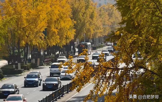 合肥市中心：徽州大道“金色大道”一眼回庐州