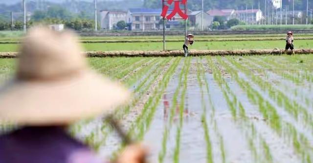 中央铁令！10月1日起农田禁令落地，农民必看！