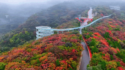 红了！淄博绝美红叶季来袭，一景区免费！天晴就出发→