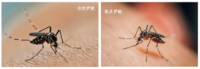 基孔肯雅热暴发 到底有多难受