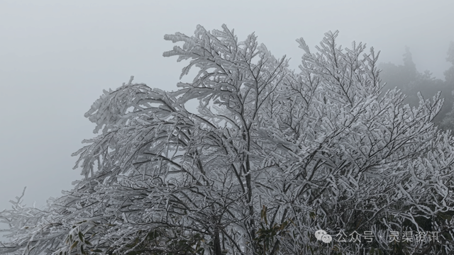 兴安限定版“冰雪奇缘”惊艳上线→