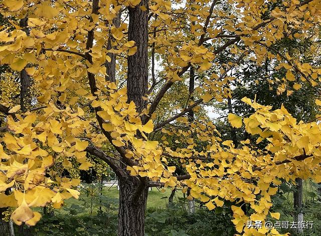 成都市区最大银杏林，金黄如海超壮观，不要门票，地铁公交直达！