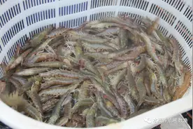 跌惨了！鳜鱼鲈鱼黑鱼鮰鱼草鱼继续降价！对虾反弹黄骨牛蛙稳定！图片