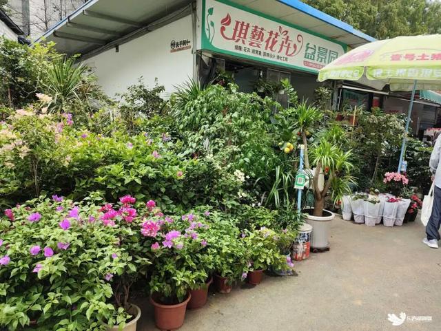 别卷景区了！常青花园私藏地图请收好！