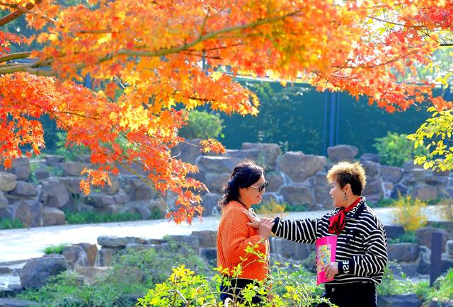 龙光塔下丨断桥与红枫的秋恋