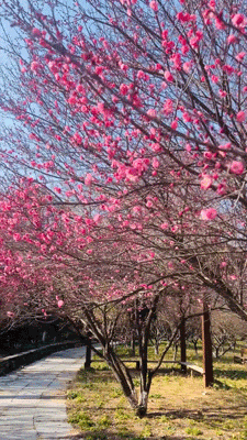 万株兰花盛放，2026赏花季，来了！