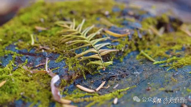 初冬,山东临朐嵩山水杉林太美了!