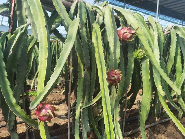 郑州公交“采摘号”路线焕新 解锁“南果北种+萌宠互动”新体验