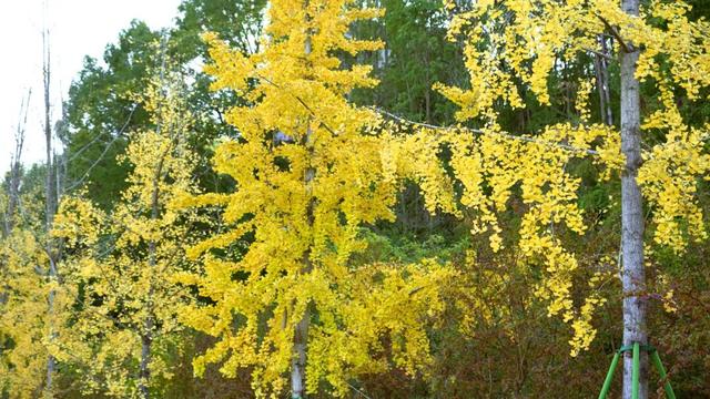 来达州宣汉，赴一场“黄金”盛宴