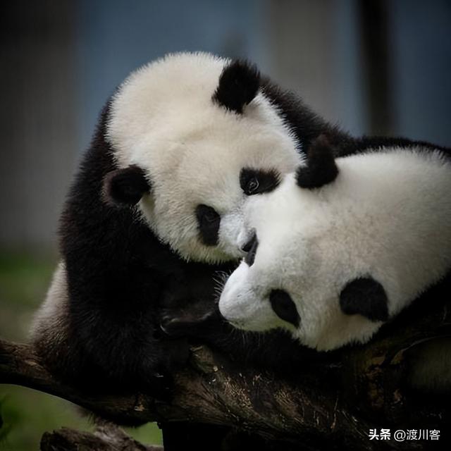 日本遭中方重拳后，高市撤回了言论？外交部直接打脸，自欺欺人