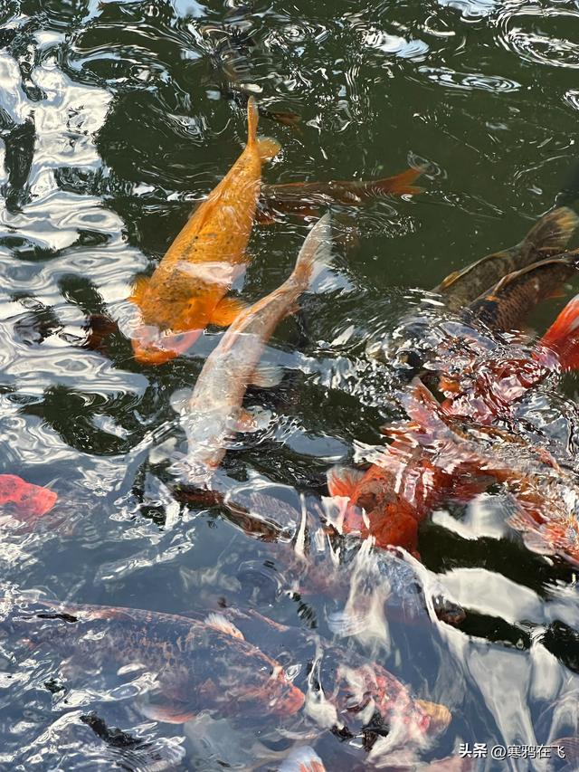 无暑之地（3）花式米线 三氏汤王
